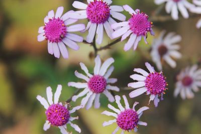 Close-up of pink flowering plants