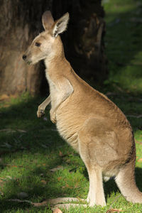 Side view of pretty face or whiptail wallaby in the sunlight