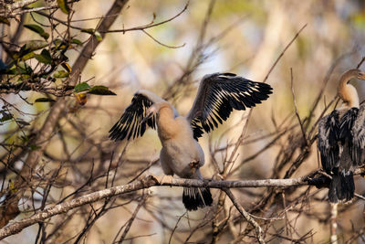 Juvenile anhinga bird called anhinga anhinga and snakebird near the nest