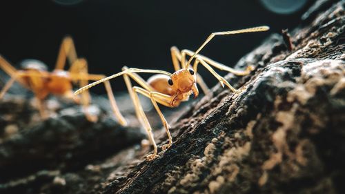 Close-up of spider on rock