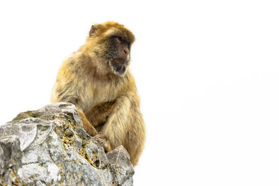 Monkey sitting on rock against white background