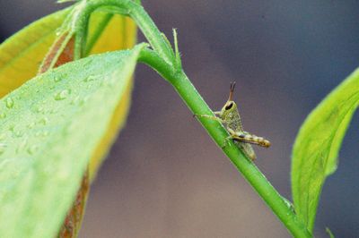 Close-up of insect on leaf