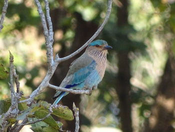 Close-up of bird perching on tree