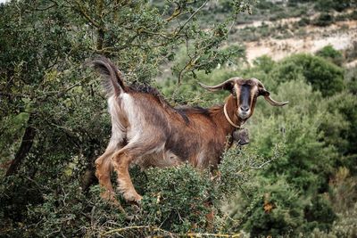 Goat standing on grassy field