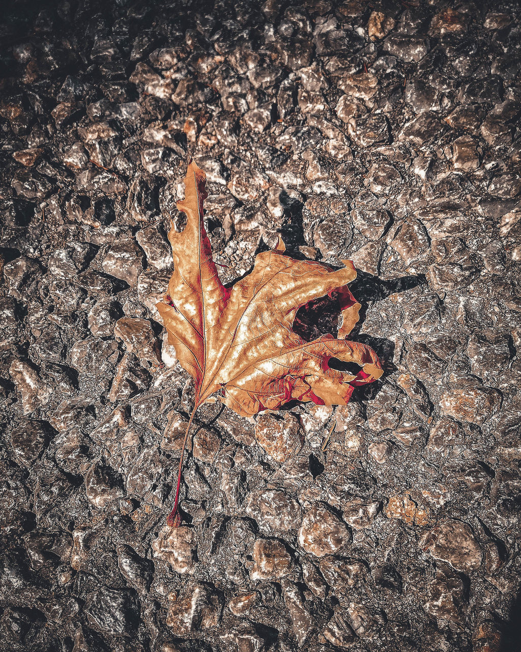 HIGH ANGLE VIEW OF DRY LEAVES ON LAND