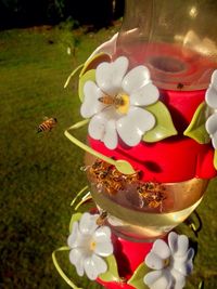 Close-up of bumblebee on flower