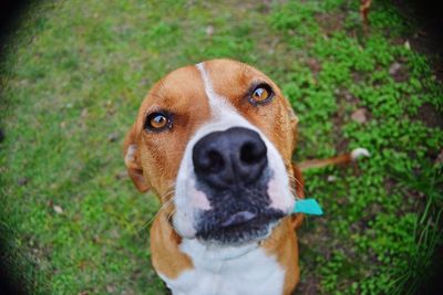 High angle portrait of dog on field