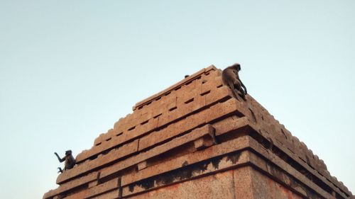 Low angle view of owl perching on roof against clear sky