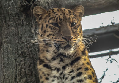 Close-up of a tiger looking away