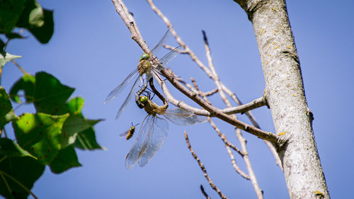 Low angle view of insect on plant against sky