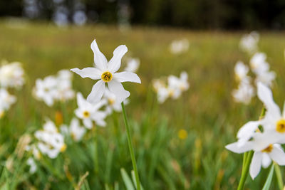 Close-up of white flowering plant on field