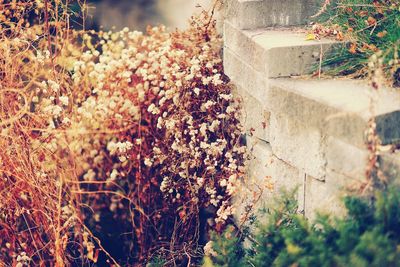 Flowers growing on tree