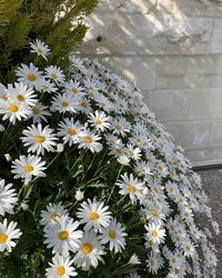 Close-up of white daisy flowers