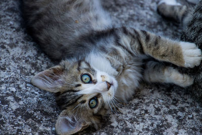 Close-up of cat lying on floor