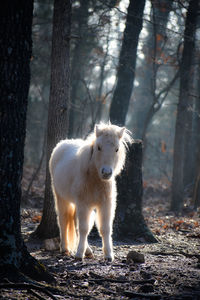 Horse in the forest