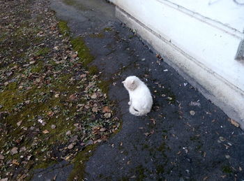 High angle view of white dog sitting on floor