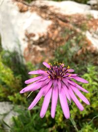 Close-up of pink flower blooming outdoors