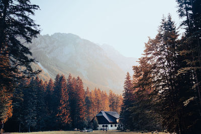 Pine trees and mountains against sky