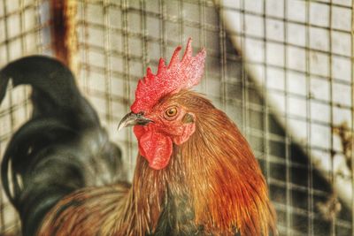 Close-up of rooster