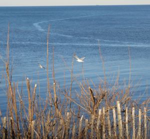 View of birds on sea shore