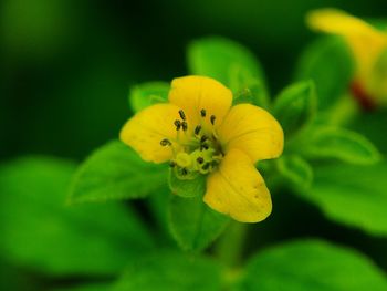 Close-up of yellow flowering plant