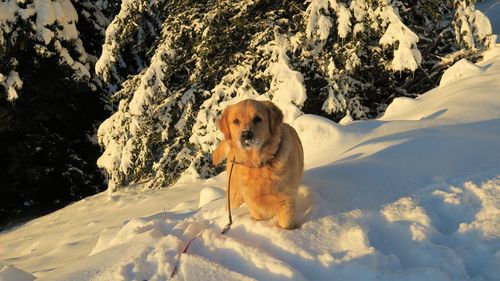 Portrait of dog sitting on snow