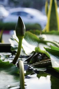 Close-up of plant in water