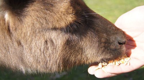 Close-up of hand holding dog