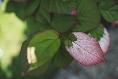 Close-up of green leaves on plant