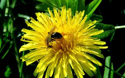 Close-up of bee on yellow flower