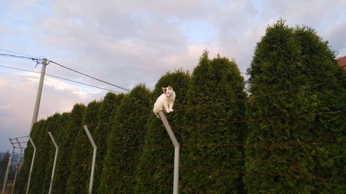 Cat sitting on the fence against sky