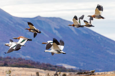 Birds flying in sky against mountain