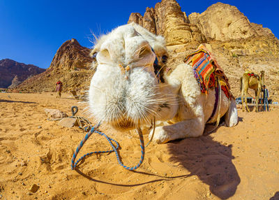 Camels in wadi rum desert in jordan 
