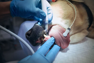 Veterinarian during examining and cleaning dog teeth. old labrador retriever in animal hospital.