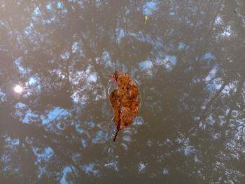 High angle view of leaf floating on water