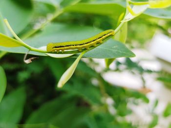 Close-up of insect on leaf