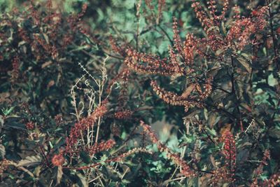 Close-up of lichen growing on tree