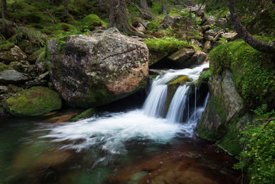 Scenic view of waterfall in forest