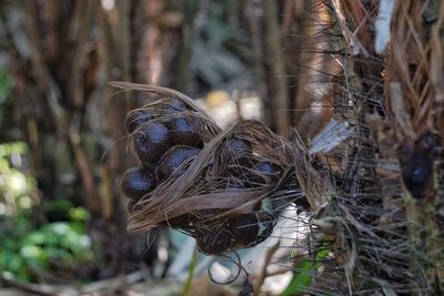 Close-up of bird in nest