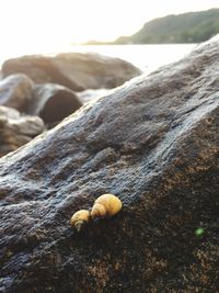 Close-up of shell on rock