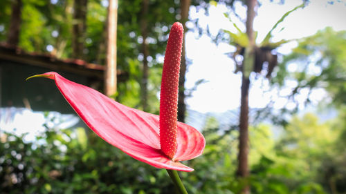 Close-up of pink flower