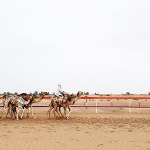 Man riding camel on sand in desert against clear sky