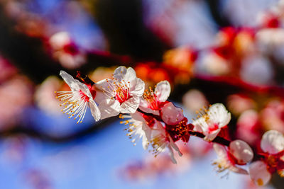 Close-up of cherry blossoms