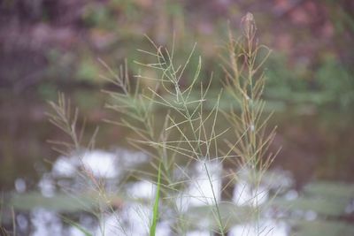 Close-up of plant