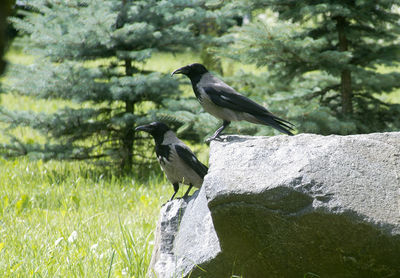 Close-up of bird perching on tree