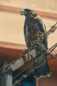 Beautiful portrait of an indian black kite bird, sitting on barbed wire of a building wall.