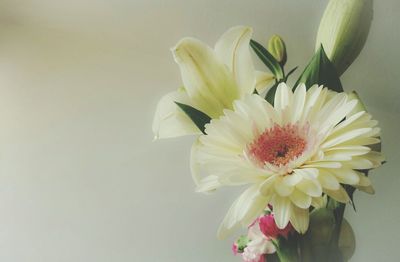 Close-up of white flowers