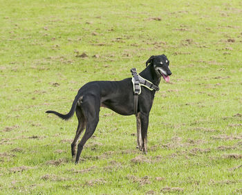 Side view of a dog on field