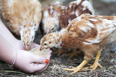 Cropped image of woman feeding baby chickens