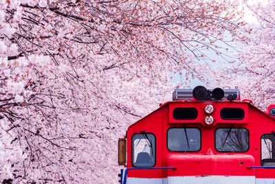 Red train amidst pink cherry blossoms